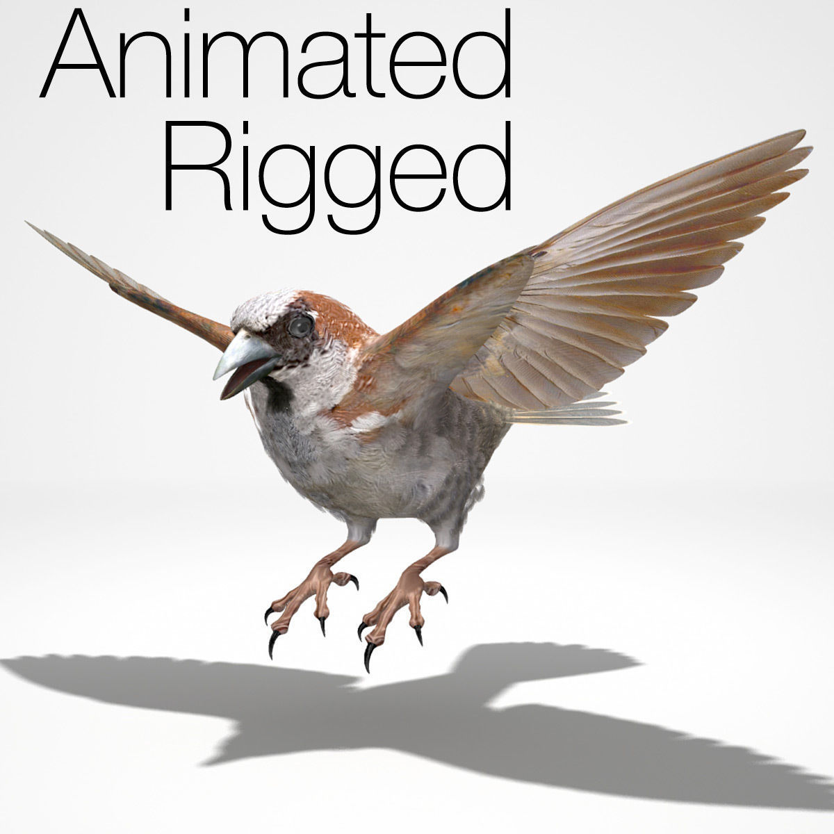 House Sparrow - rigged - animated 3D model_3
