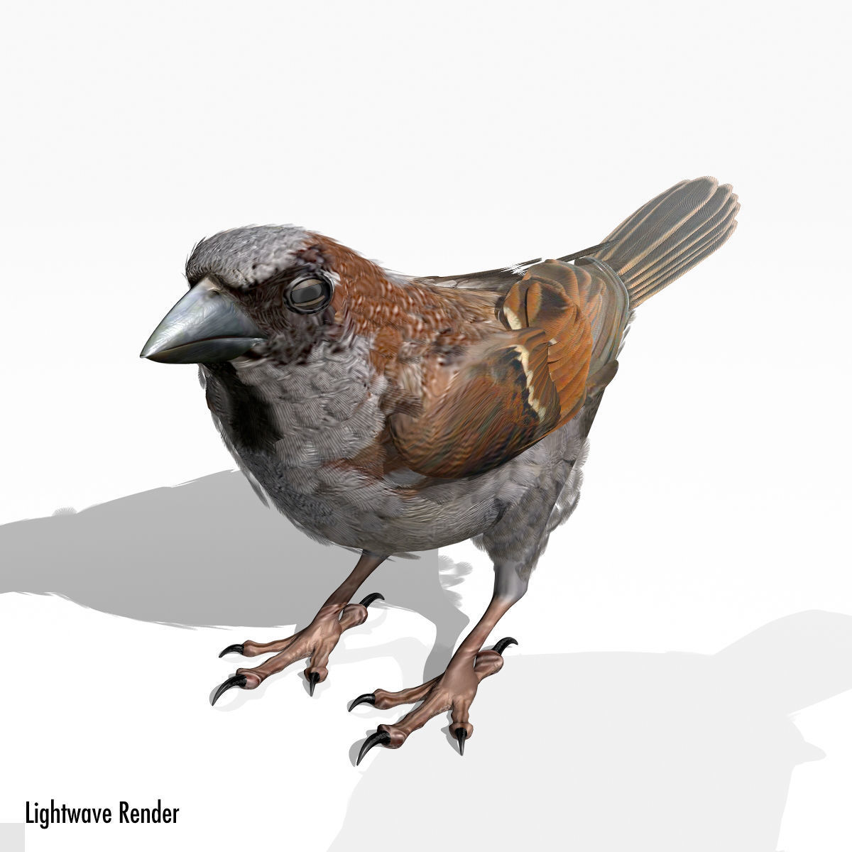 House Sparrow - rigged - animated 3D model_19