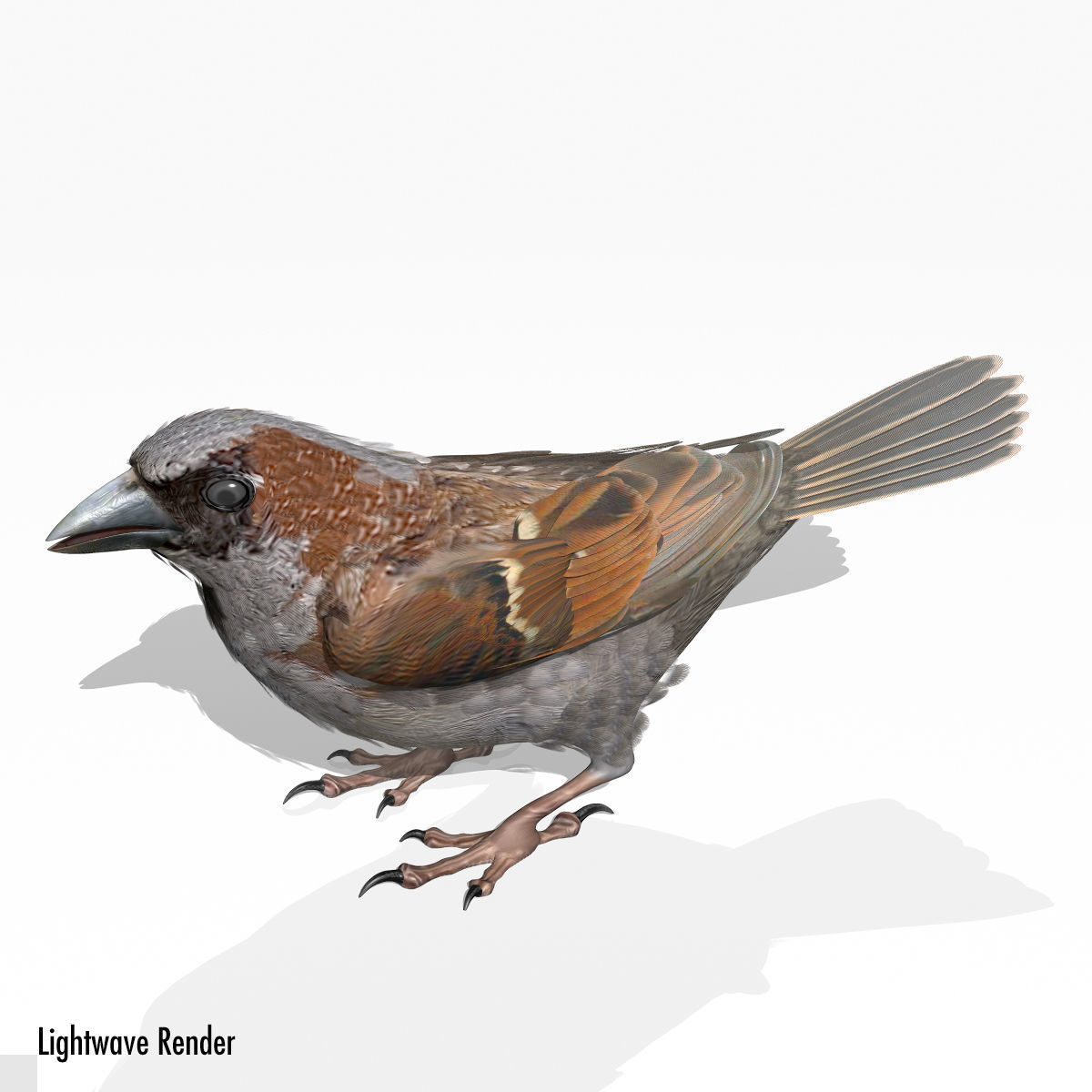 House Sparrow - rigged - animated 3D model_16