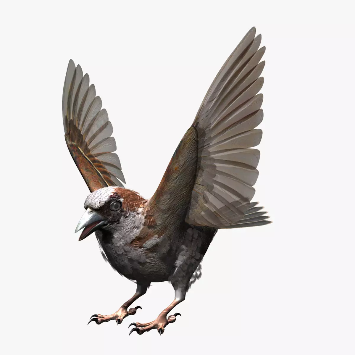 House Sparrow - rigged - animated 3D model_0