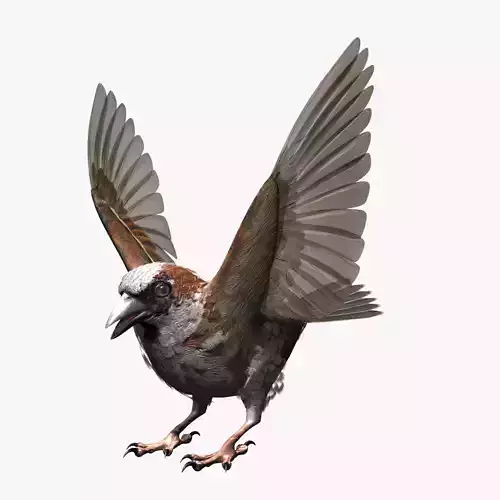 House Sparrow - rigged - animated 3D model