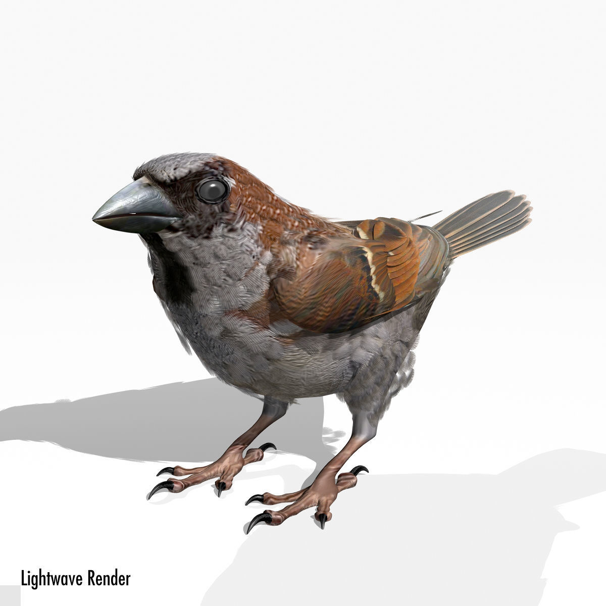 House Sparrow - rigged - animated 3D model_7