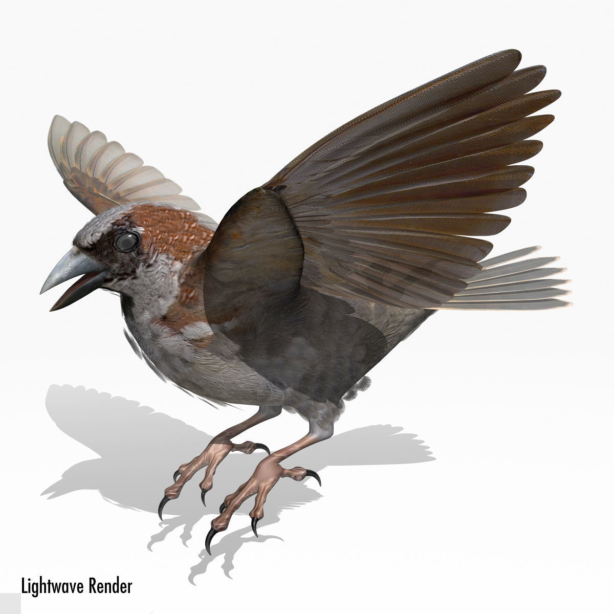 House Sparrow - rigged - animated 3D model_14