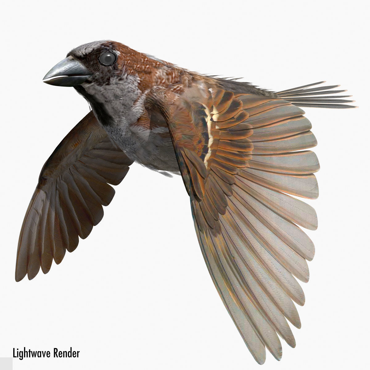 House Sparrow - rigged - animated 3D model_10