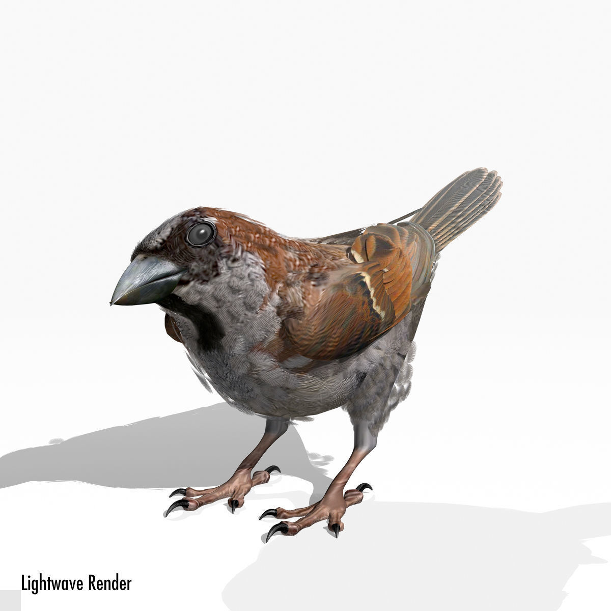 House Sparrow - rigged - animated 3D model_17