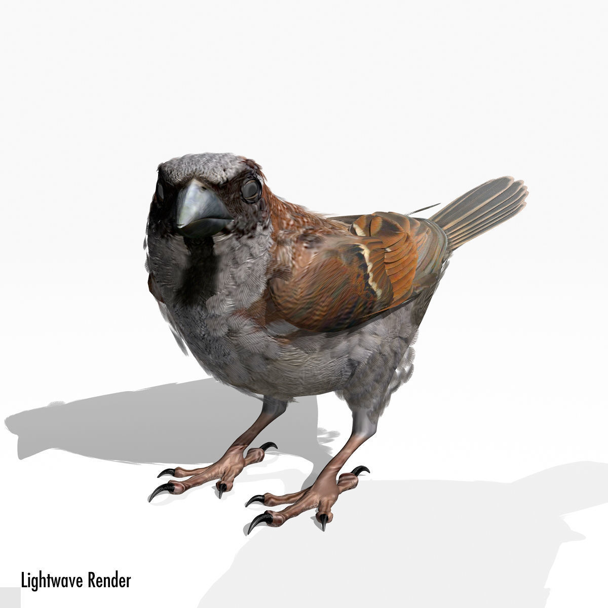 House Sparrow - rigged - animated 3D model_8