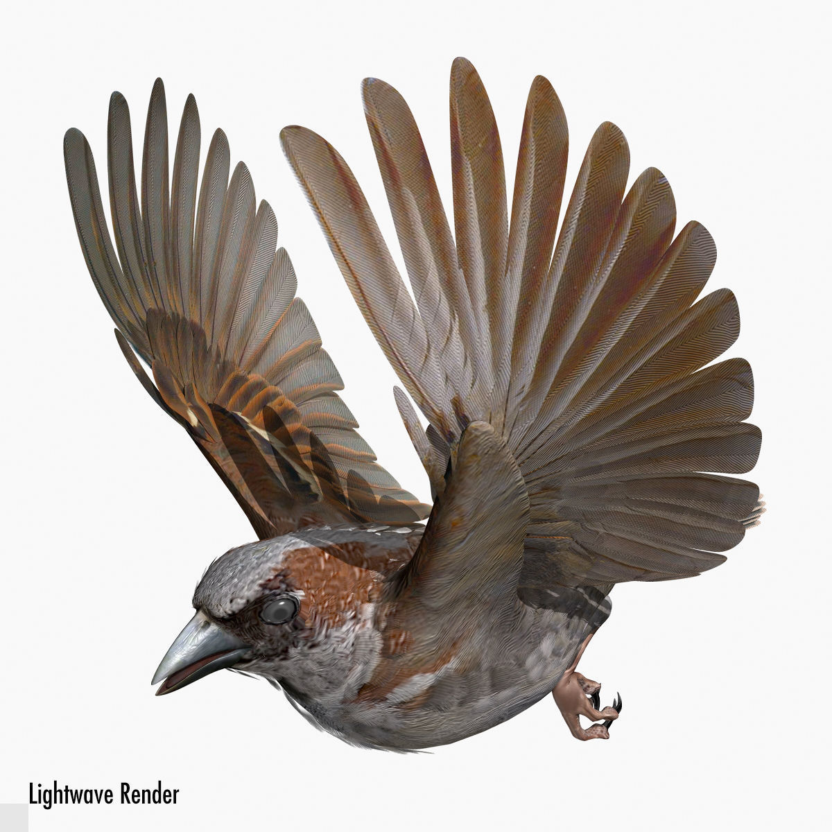 House Sparrow - rigged - animated 3D model_6