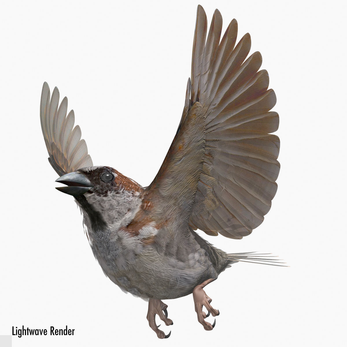 House Sparrow - rigged - animated 3D model_13