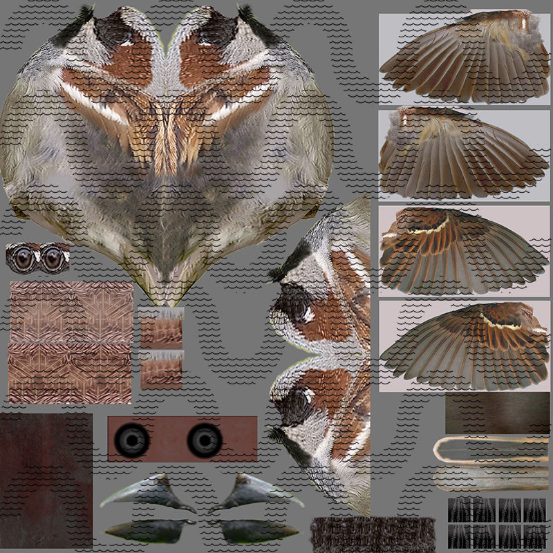 House Sparrow - rigged - animated 3D model_20