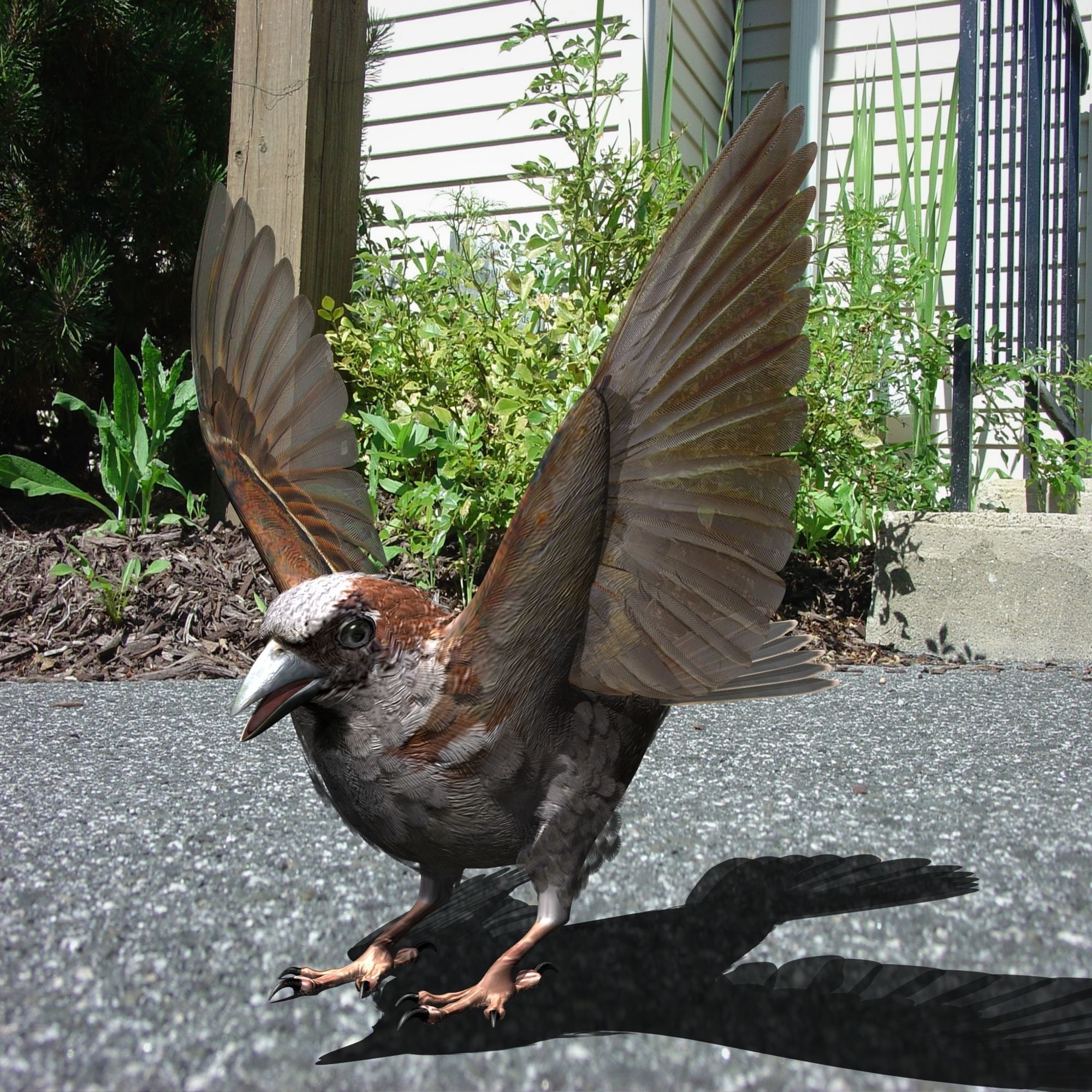 House Sparrow - rigged - animated 3D model_4