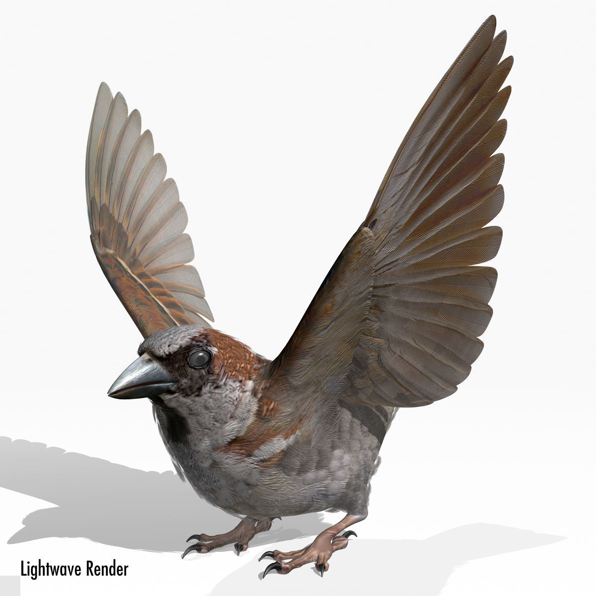 House Sparrow - rigged - animated 3D model_9