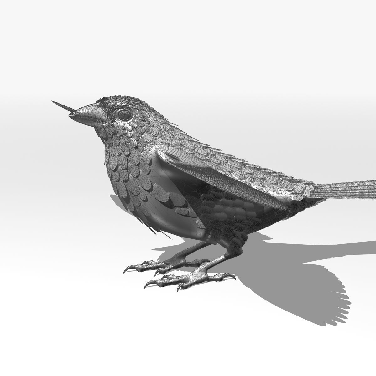 House Sparrow - rigged - animated 3D model_21