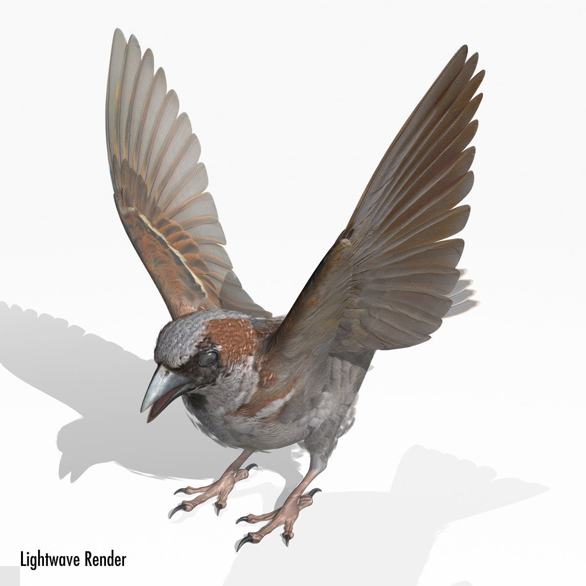 House Sparrow - rigged - animated 3D model_15