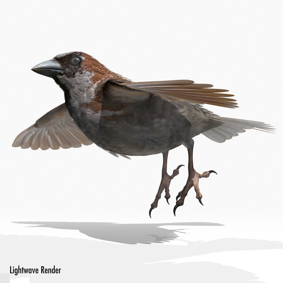 House Sparrow - rigged - animated 3D model_18
