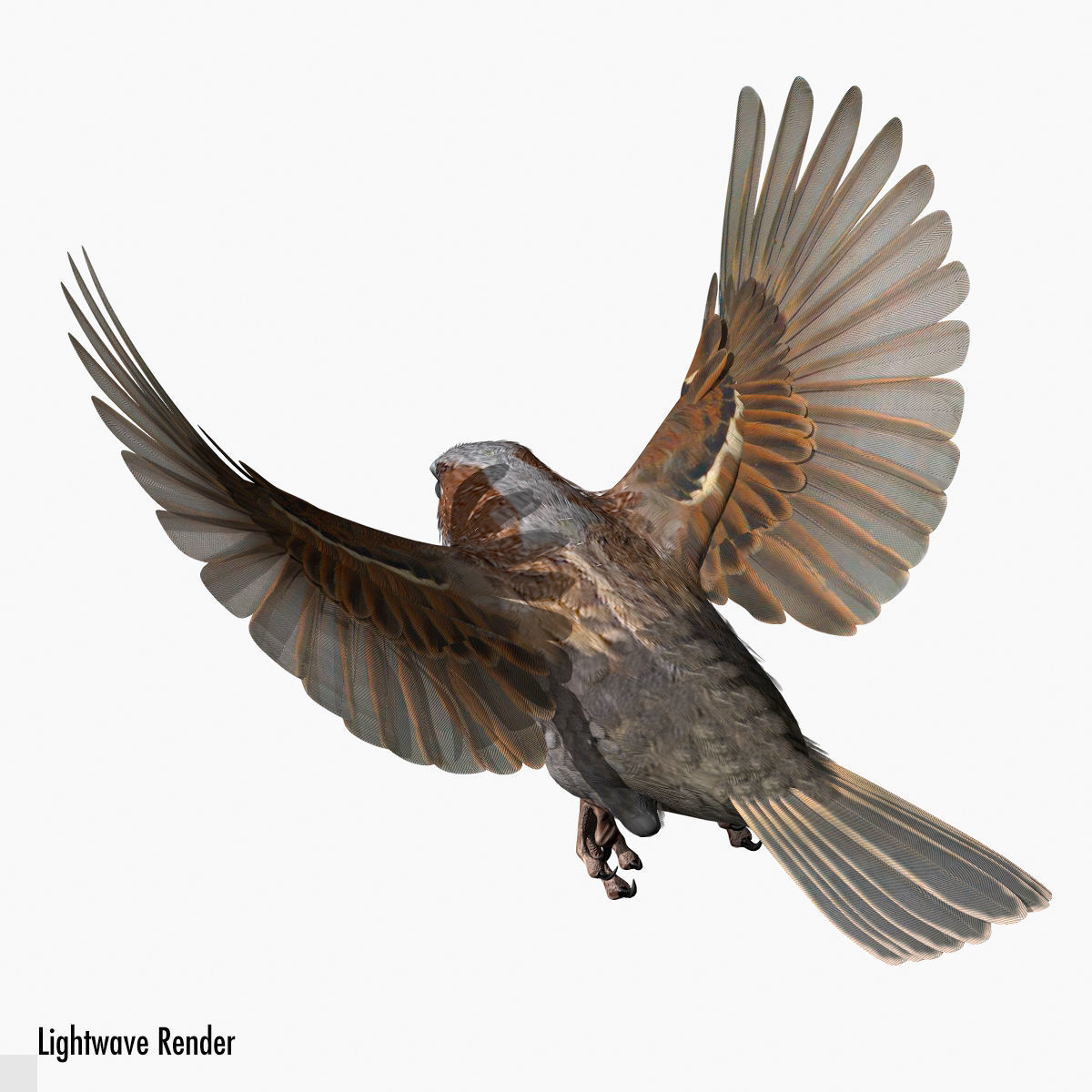 House Sparrow - rigged - animated 3D model_11