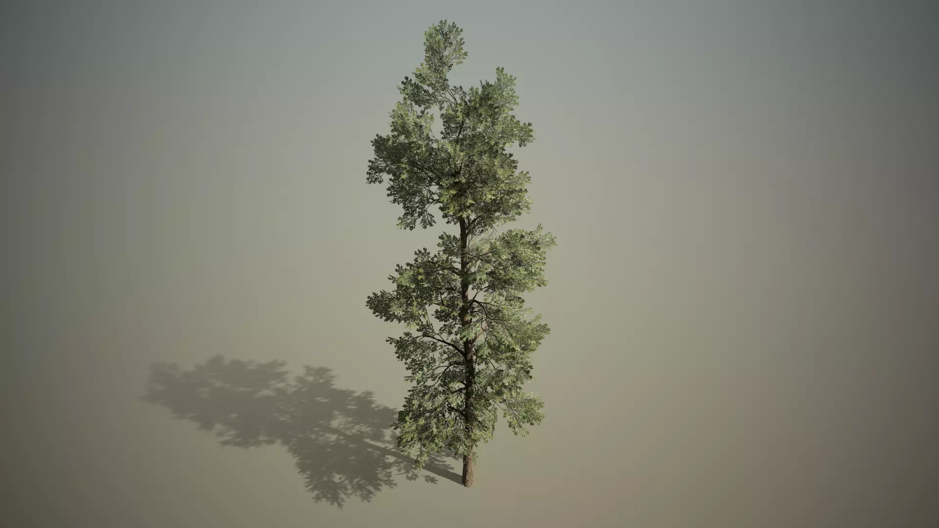 Conifer - Macedonian pine Free 3D model_0