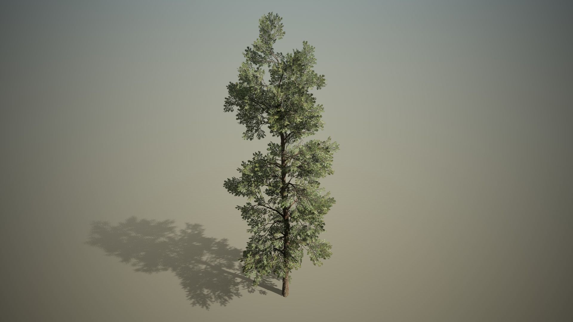 Conifer - Macedonian pine Free 3D model_0
