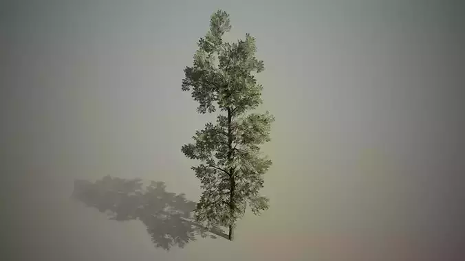 Conifer - Macedonian pine Free 3D model