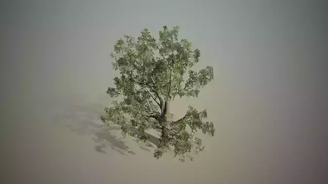 Broadleaf - Hero field Free 3D model