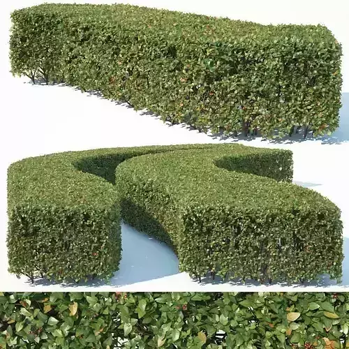 Cotoneaster lucidus Nr6 wide rectangular hedge