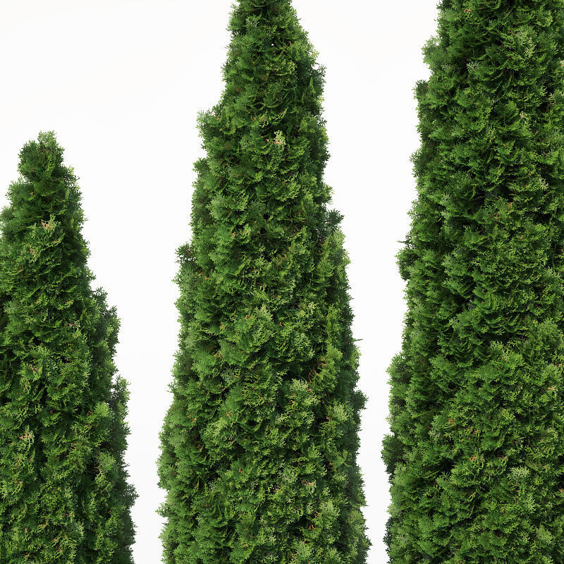 Thuya occidentalis Nr1 Smaragd 12 sizes 3D model_1