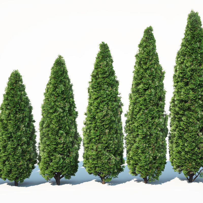 Thuya occidentalis Nr1 Smaragd 12 sizes 3D model_2