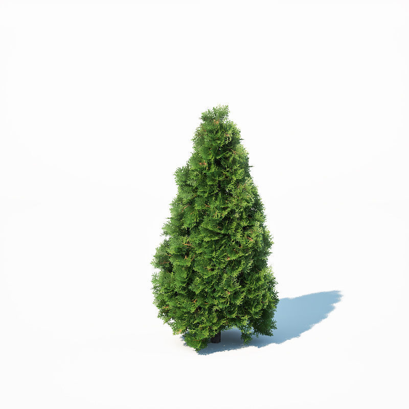 Thuya occidentalis Nr1 Smaragd 12 sizes 3D model_3