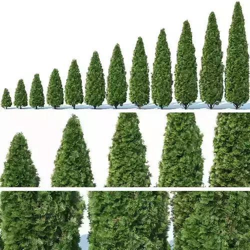 Thuya occidentalis Nr1 Smaragd 12 sizes 3D model