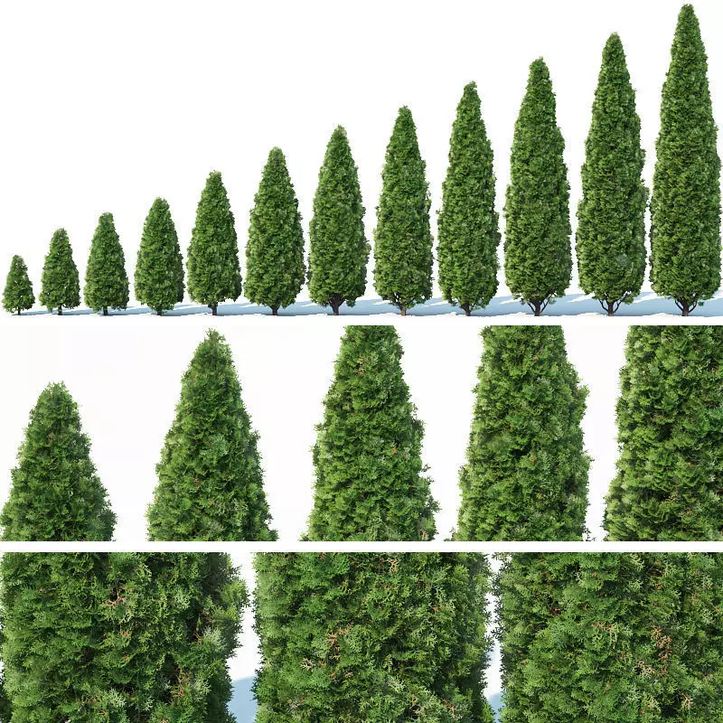 Thuya occidentalis Nr1 Smaragd 12 sizes 3D model_0