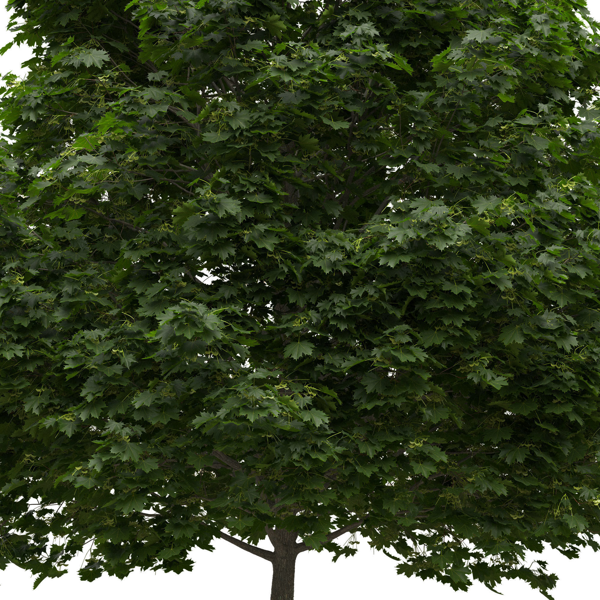 Acer platanoides 201SU - Norway Maple 3D model_4