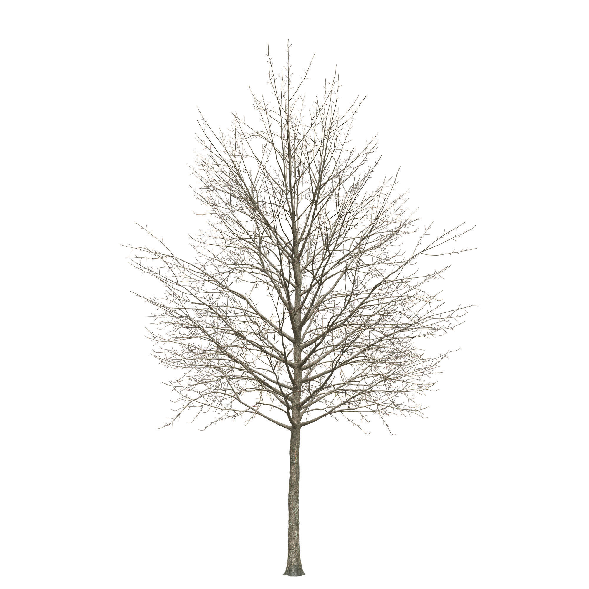 Acer platanoides 201SU - Norway Maple 3D model_8