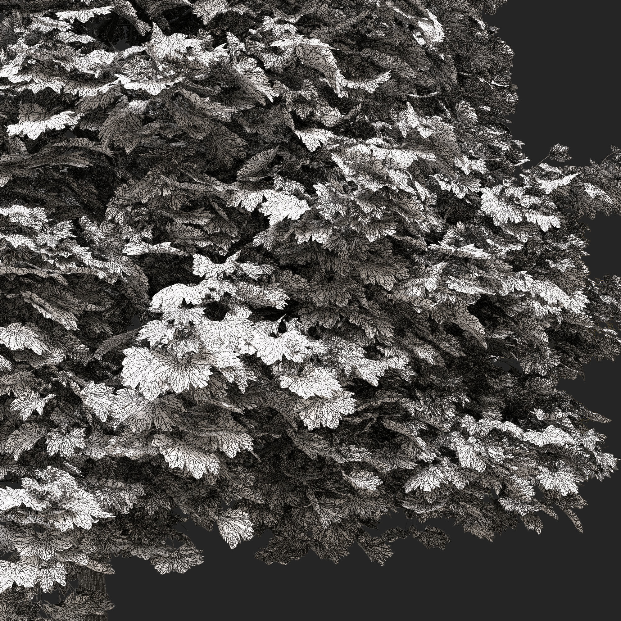 Acer platanoides 201SU - Norway Maple 3D model_10