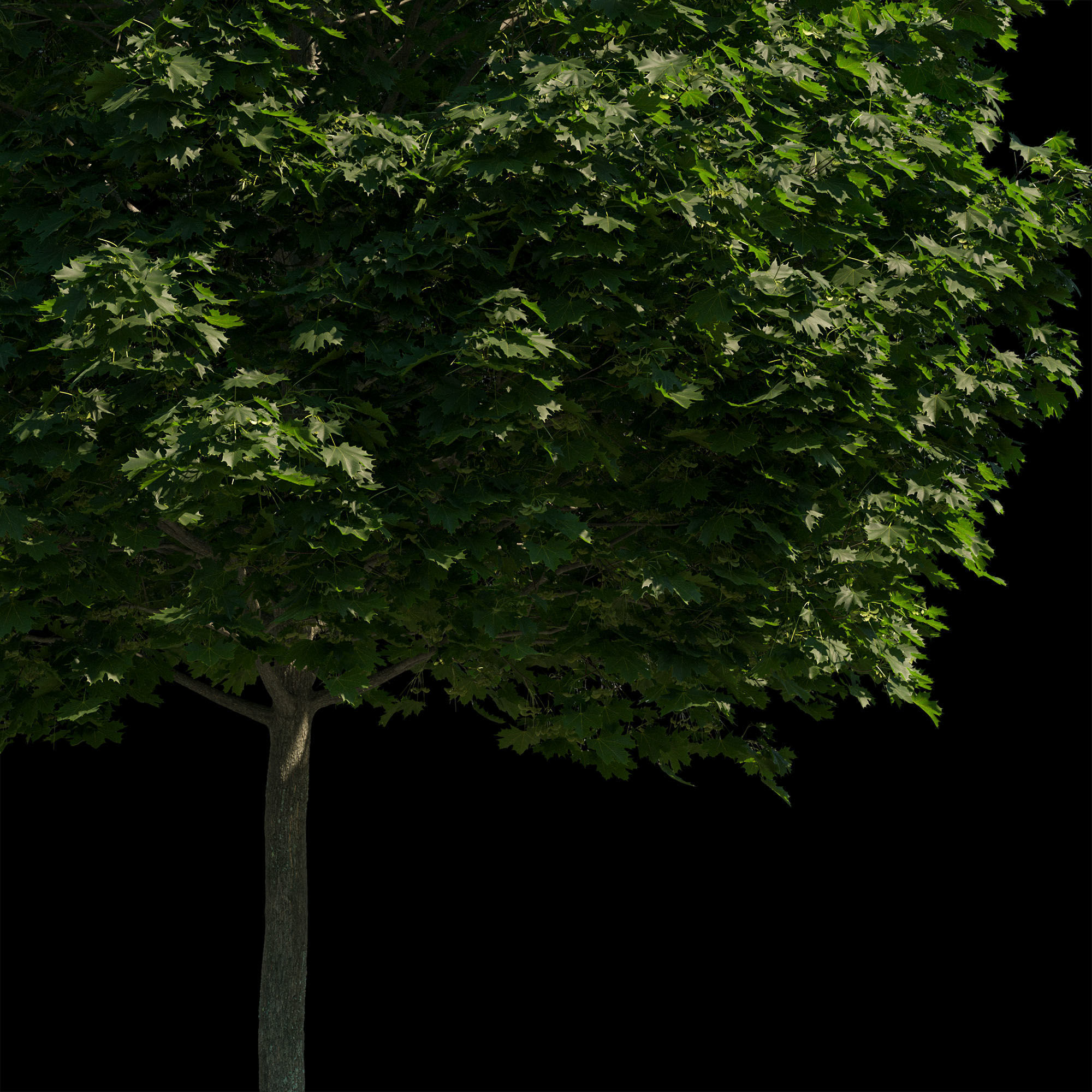 Acer platanoides 201SU - Norway Maple 3D model_7