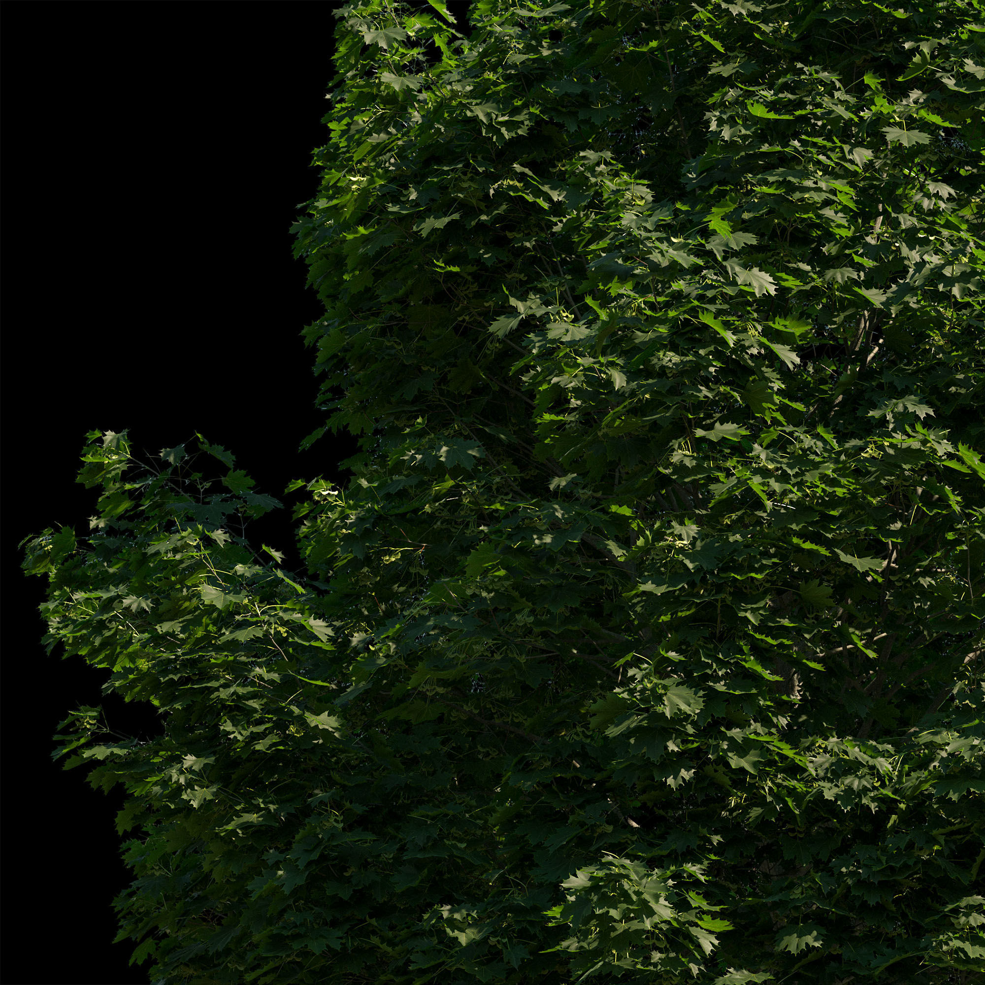 Acer platanoides 201SU - Norway Maple 3D model_6