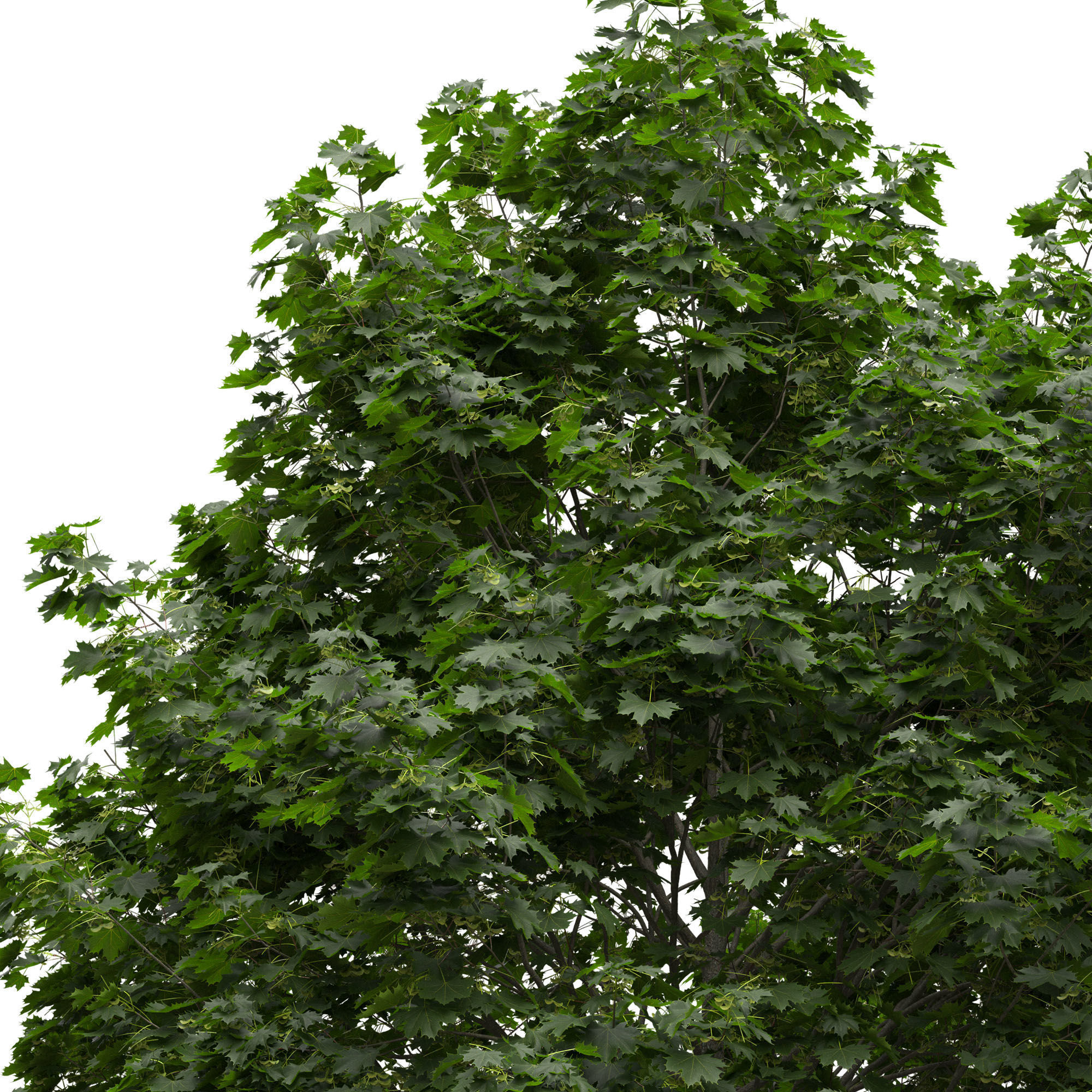 Acer platanoides 201SU - Norway Maple 3D model_5