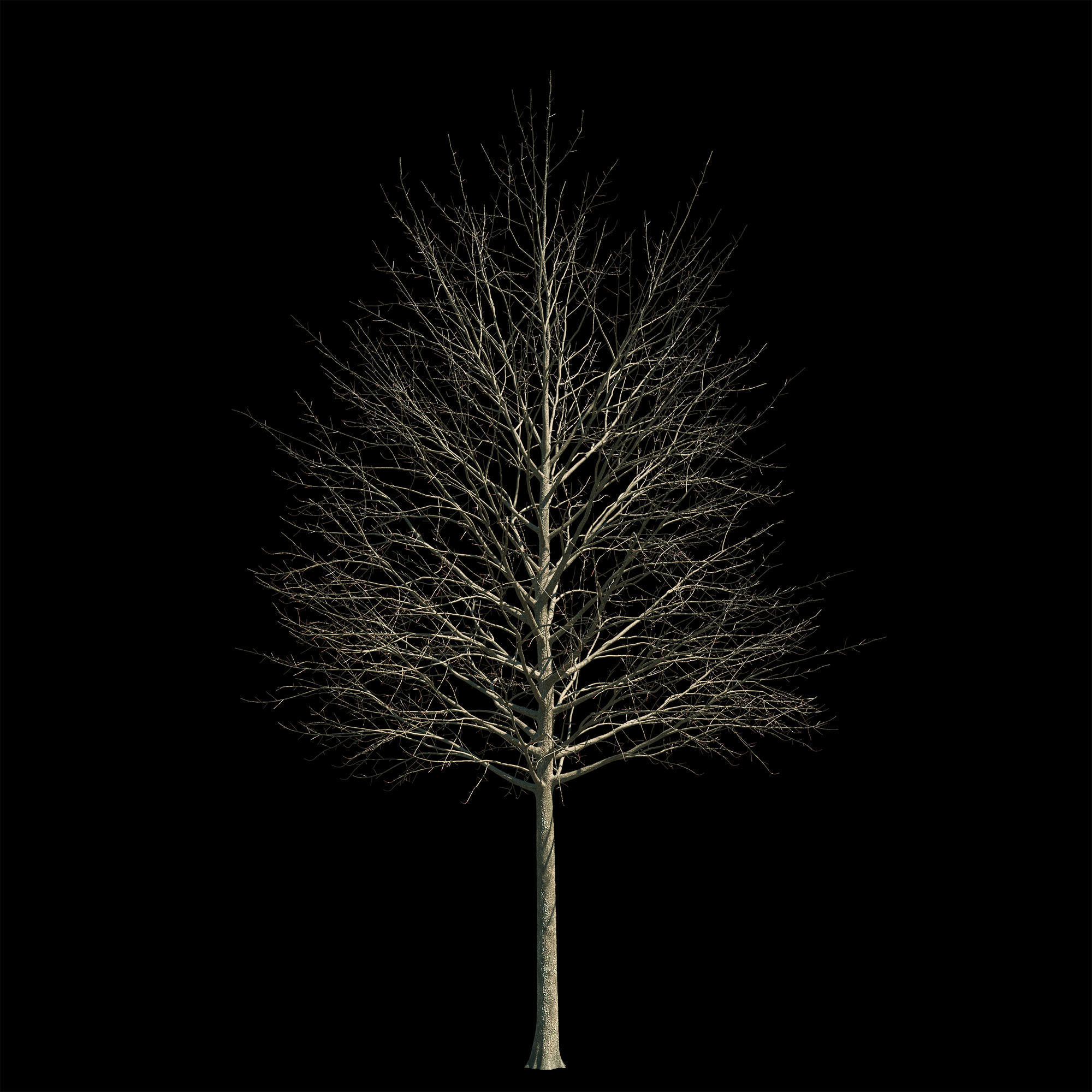 Acer platanoides 201SU - Norway Maple 3D model_9