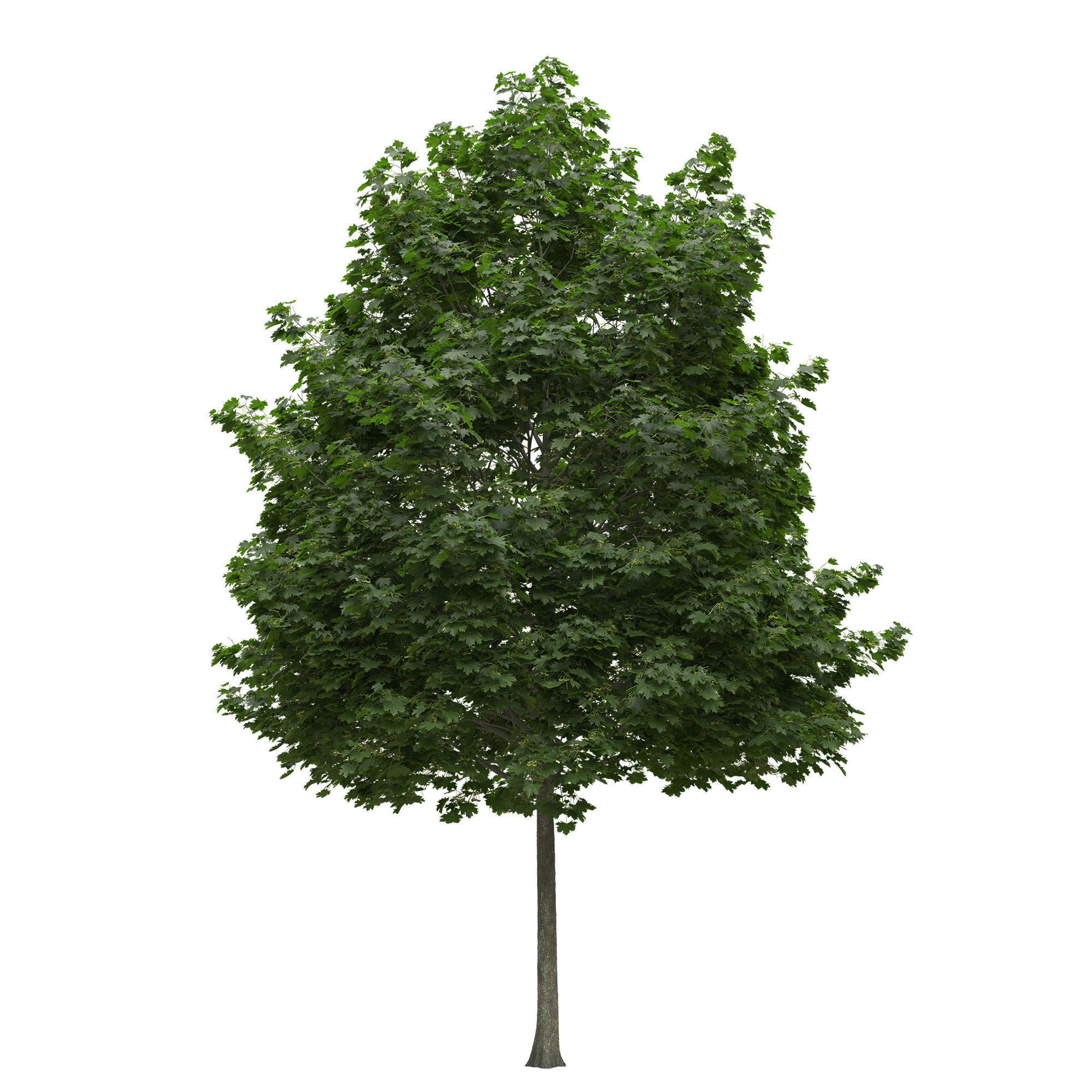 Acer platanoides 201SU - Norway Maple 3D model_1