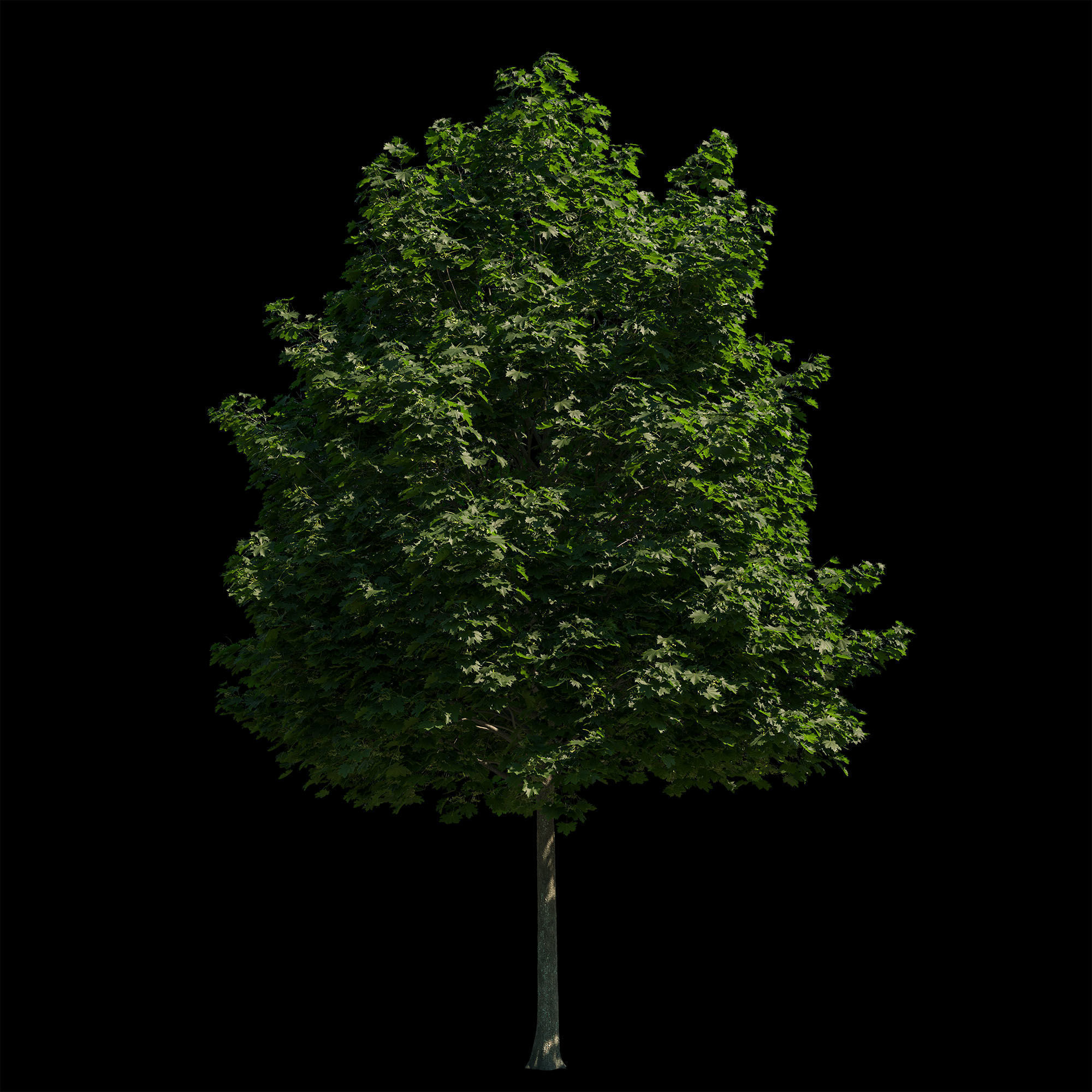 Acer platanoides 201SU - Norway Maple 3D model_3