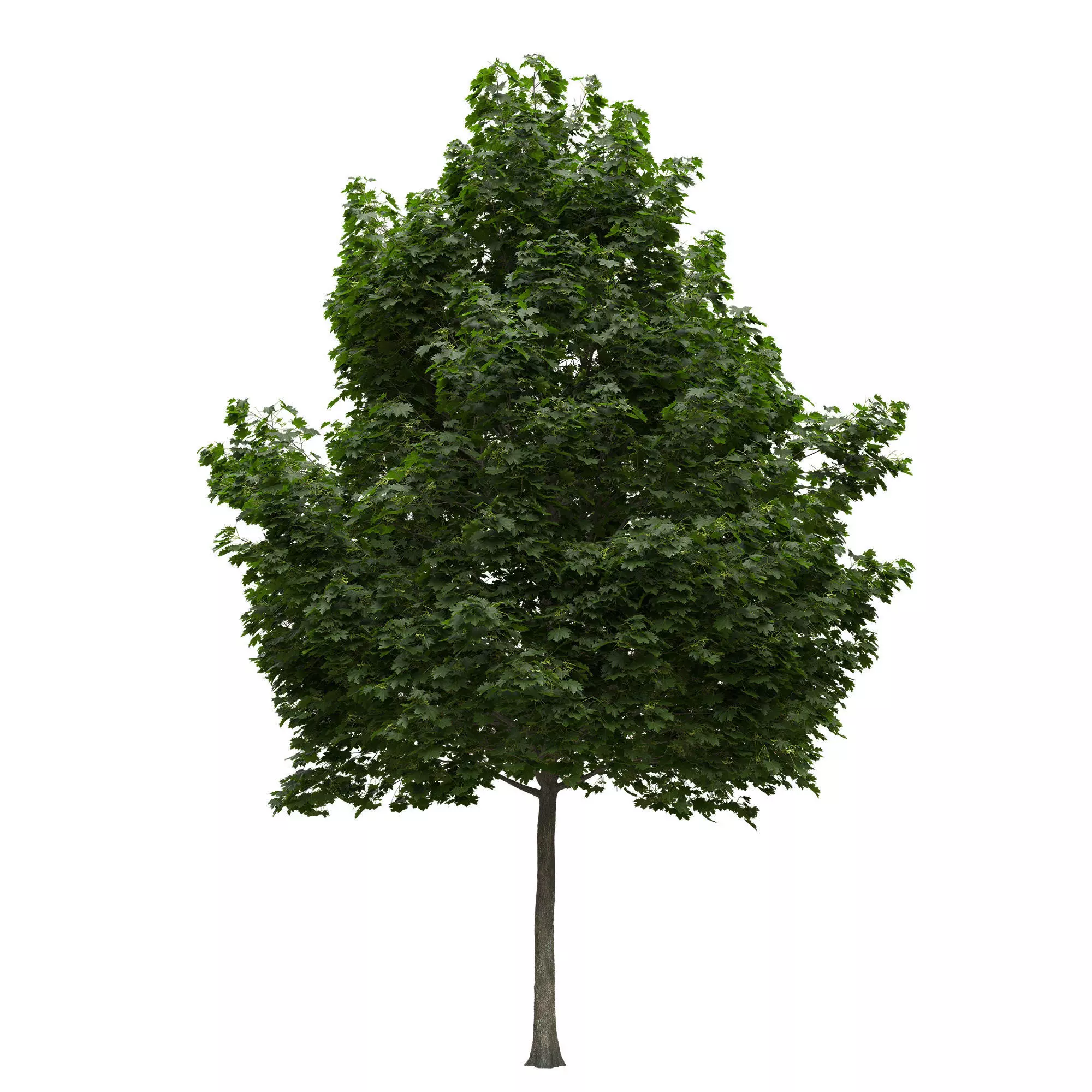 Acer platanoides 201SU - Norway Maple 3D model_0
