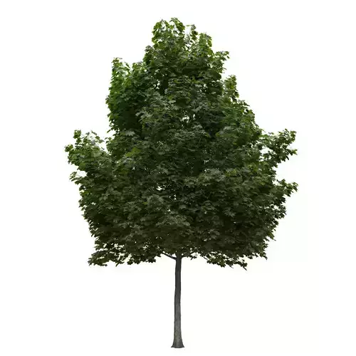 Acer platanoides 201SU - Norway Maple