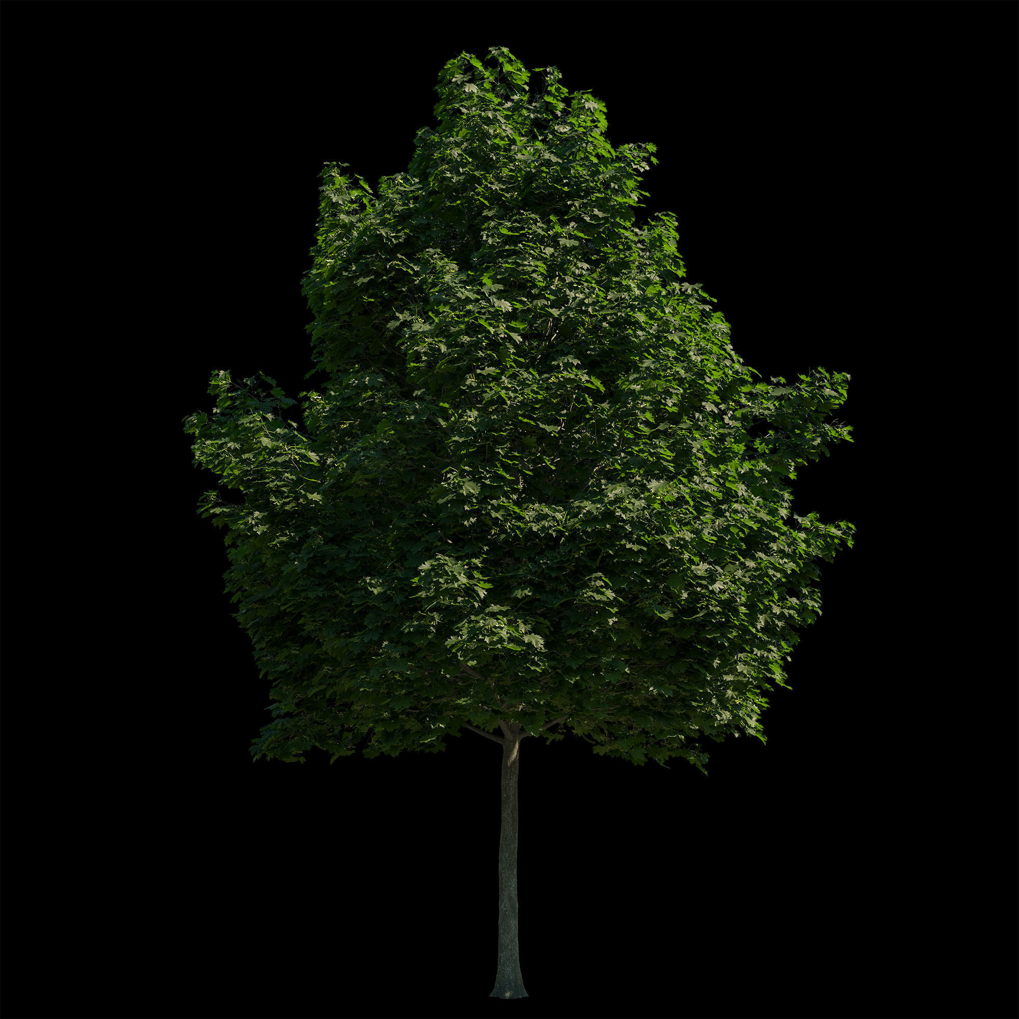Acer platanoides 201SU - Norway Maple 3D model_2