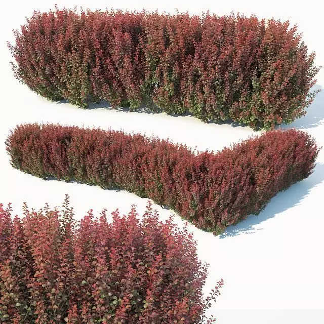 Berberis Thunbergii Nr6 Atropurpurea Nana customizable hedge 3D model