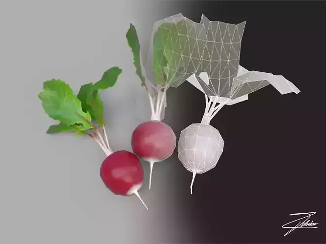 Radish three radishes