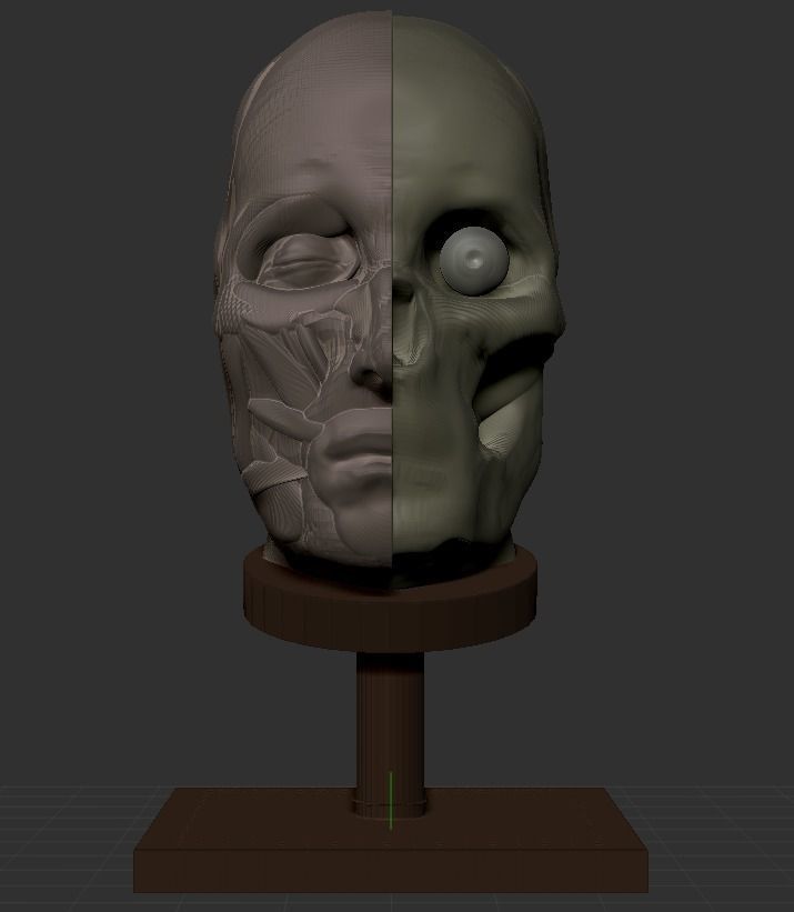 Man Head Anatomy - 3D Print Model 3D print model_6