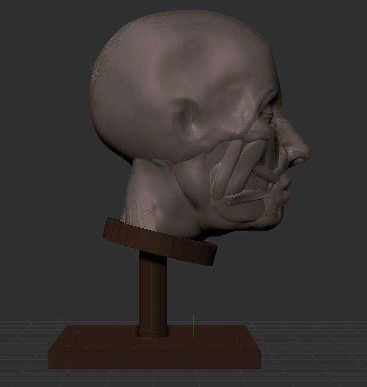 Man Head Anatomy - 3D Print Model 3D print model_8