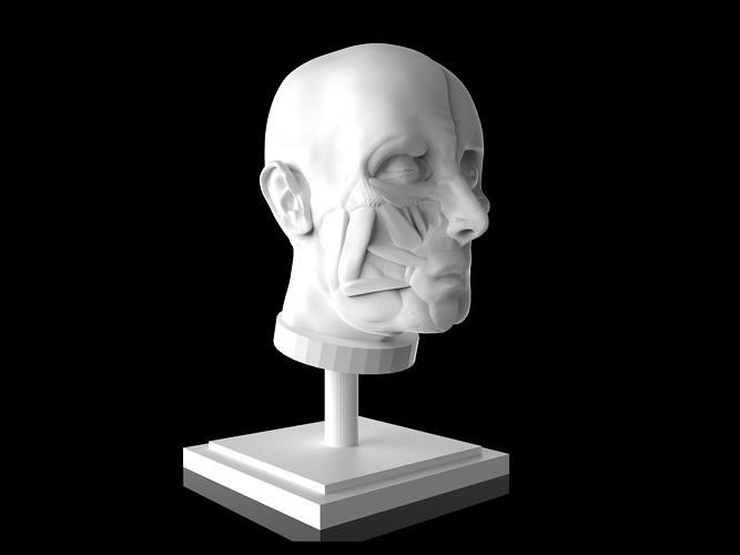 Man Head Anatomy - 3D Print Model 3D print model