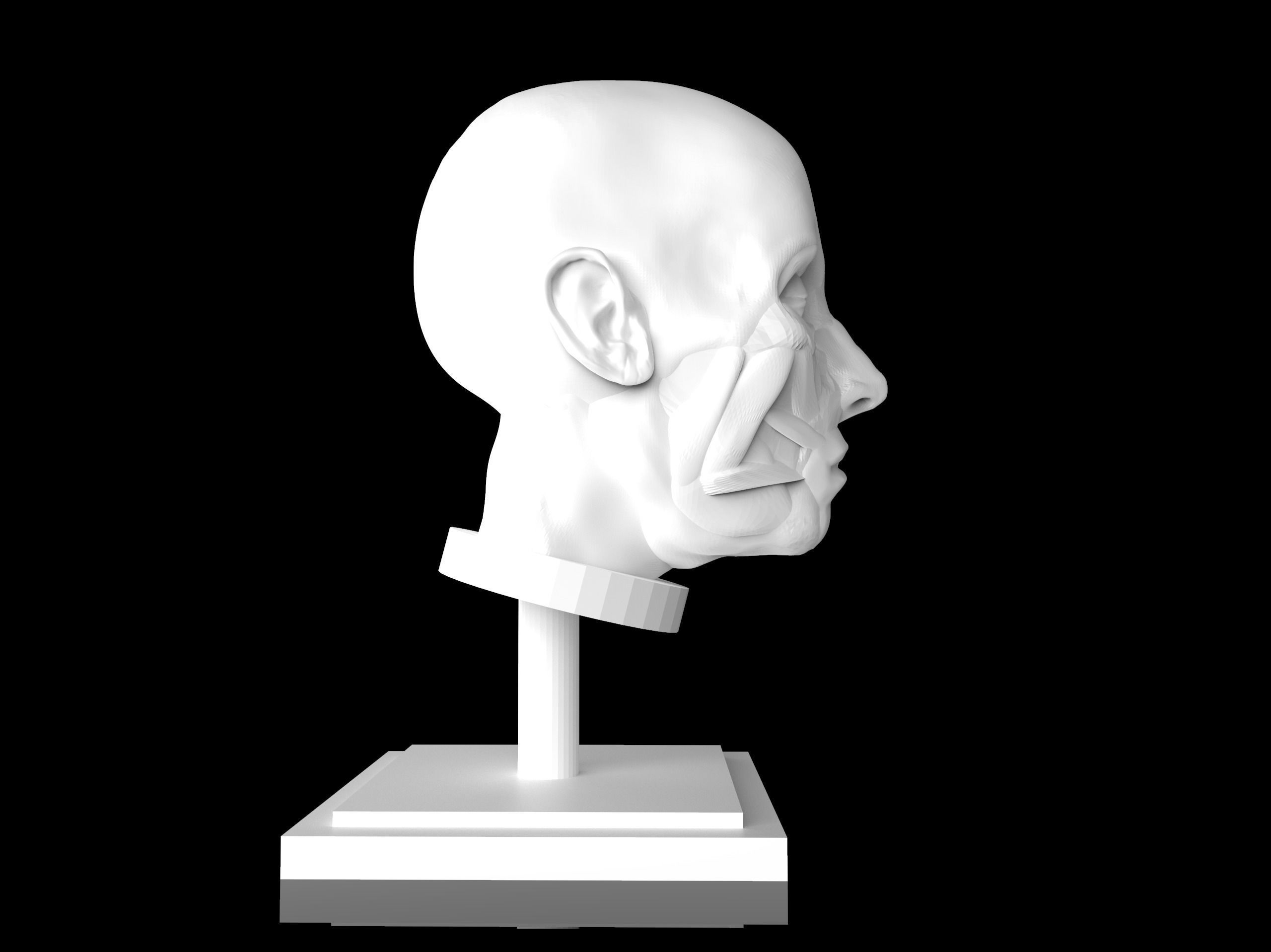 Man Head Anatomy - 3D Print Model 3D print model_2