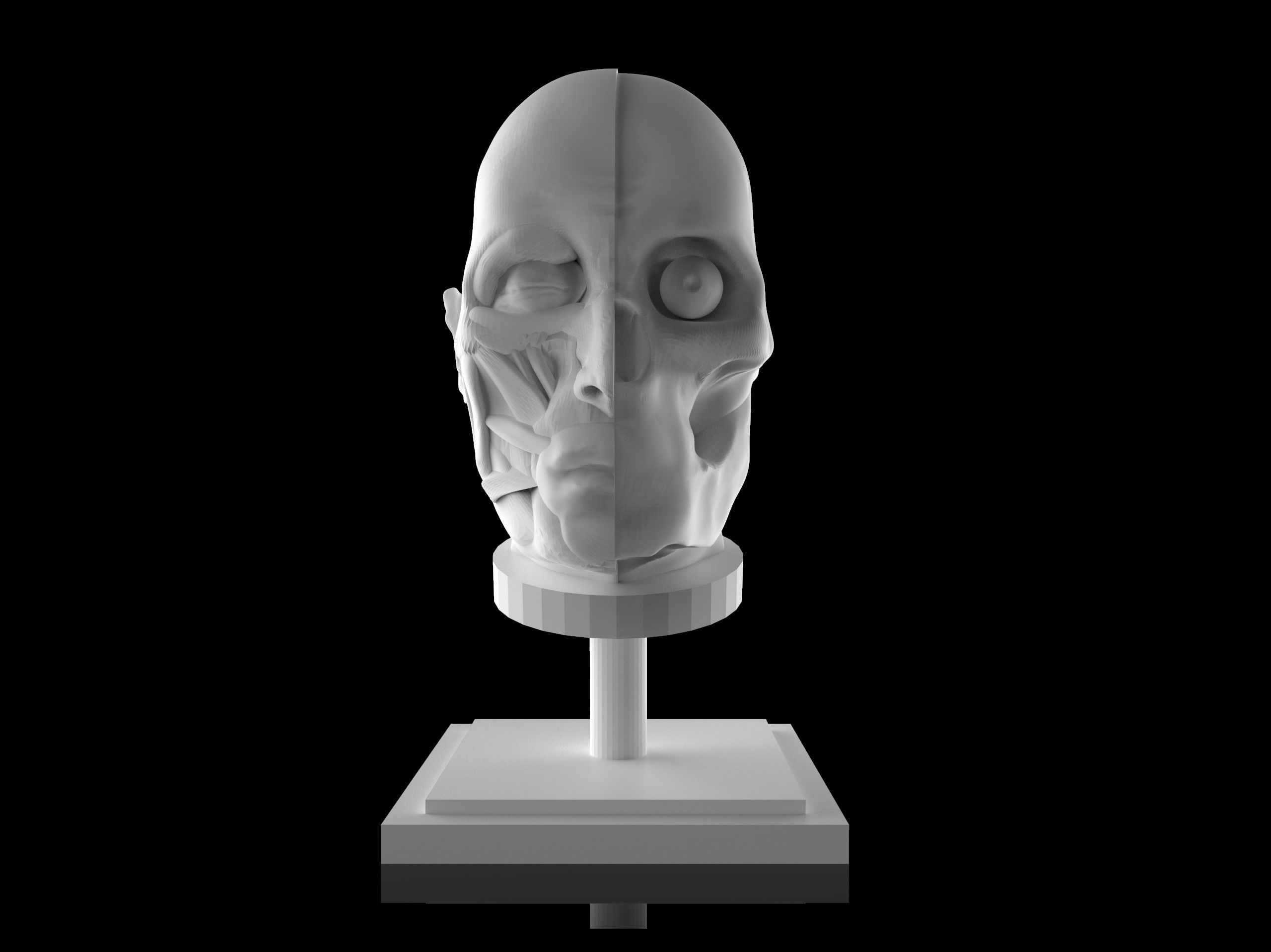 Man Head Anatomy - 3D Print Model 3D print model_5