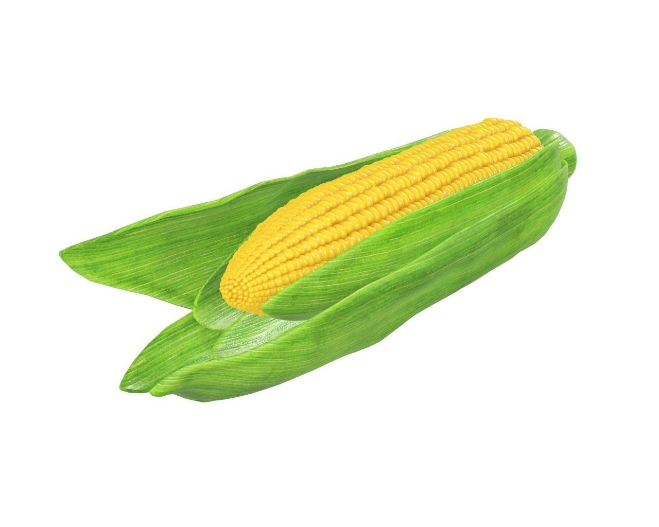 Corn with leaves 3D model_3