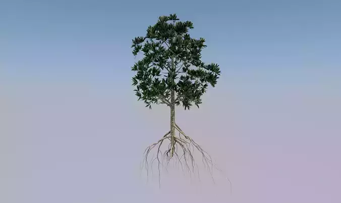 rhizophora apiculata tree